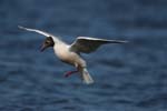 Brown-Hooded Gull