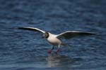 Brown-Hooded Gull