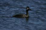 White-Tufted Grebe