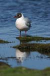 Brown-Hooded Gull