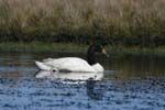 Black-Necked Swan