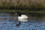 Black-Necked Swan