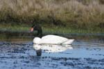 Black-Necked Swan