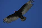 Turkey Vulture