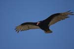 Turkey Vulture