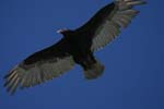 Turkey Vulture