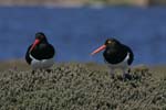 Magellanic Oystercatchers