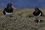 Magellanic Oystercatchers