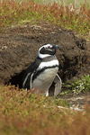 Magellanic Penguin