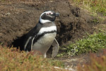 Magellanic Penguin