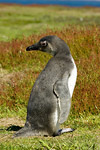 Magellanic Penguin Chick