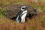 Magellanic Penguin