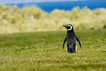 Magellanic Penguin