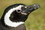 Magellanic Penguin