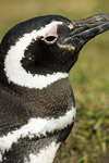 Magellanic Penguin