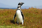 Magellanic Penguin