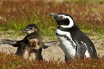 Magellanic Penguin and Chick