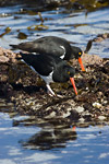 Magellanic Oystercatchers