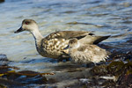 Crested Duck and Chick