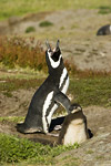 Magellanic Penguin and Chick