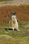 Magellanic Penguin