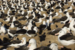 Black-Browed Albatross Colony