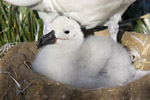 Black-Browed Albatross Chick