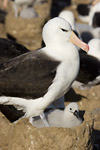 Black-Browed Albatross and Chick