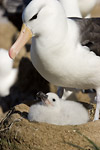 Black-Browed Albatross and Chick