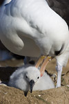 Black-Browed Albatross and Chick