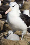 Black-Browed Albatross and Chick