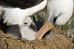 Black-Browed Albatross and Chick