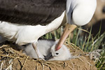 Black-Browed Albatross and Chick