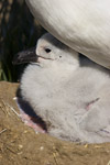 Black-Browed Albatross Chick