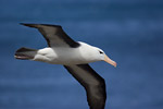 Black-Browed Albatross