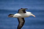 Black-Browed Albatross