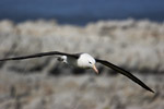 Black-Browed Albatross