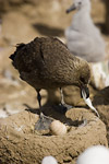 Falklands Skua Eating Albatross Egg