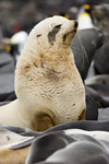 Blond Fur Seal