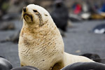 Blond Fur Seal