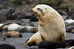 Blond Fur Seal