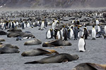 Fur Seals and King Penguins