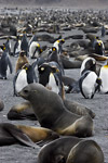 Fur Seals and King Penguins