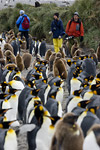 King Penguins and Photographers