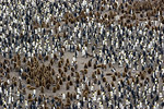 King Penguin Colony