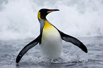 King Penguin