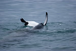 Leopard Seal Attacking King Penguin