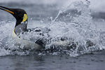 King Penguin