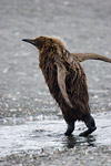 Juvenile King Penguin