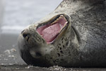 Leopard Seal